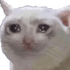 mericCat